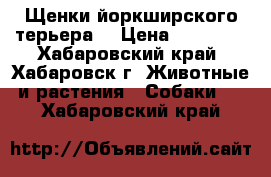 Щенки йоркширского терьера  › Цена ­ 11 000 - Хабаровский край, Хабаровск г. Животные и растения » Собаки   . Хабаровский край